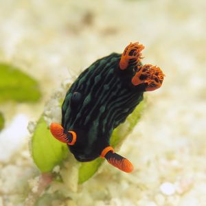 Nembrotha kubaryana Nembrotha kubaryana 菲律宾 Philippines , 朗布隆 Romblon @LazyDiving.com 潜水时光
