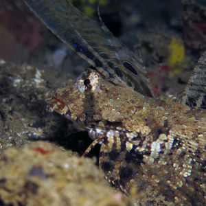 Dactylopus kuiteri Dactylopus kuiteri 印度尼西亚 Indonesia , 马鲁古 Maluku , 安汶 Ambon @LazyDiving.com 潜水时光