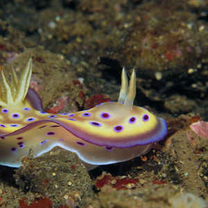 Goniobranchus kuniei 印度尼西亚 Indonesia , 阿洛群岛 Alor @LazyDiving.com 潜水时光