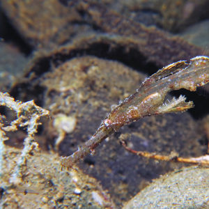 Solenostomus leptosoma 印度尼西亚 Indonesia , 安汶 Ambon @LazyDiving.com 潜水时光