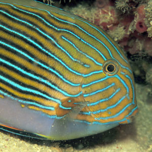 Acanthurus lineatus Acanthurus lineatus Indonesia 印度尼西亚 Donggala 栋加拉 @LazyDiving.com 潜水时光