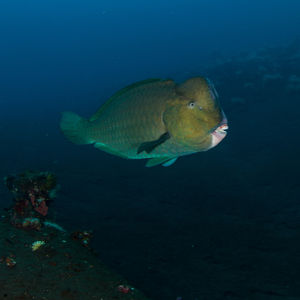 Bolbometopon muricatum Bolbometopon muricatum 印度尼西亚 Indonesia , 巴厘岛 Bali , 图蓝本 Tulamben @LazyDiving.com 潜水时光