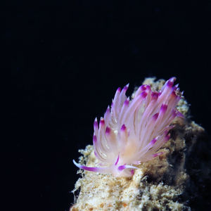 Coryphellina lotos 印度尼西亚 Indonesia , 安汶 Ambon @LazyDiving.com 潜水时光