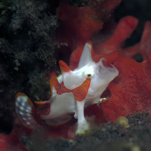 Antennarius maculatus 印度尼西亚 Indonesia , 巴厘岛 Bali , 图蓝本 Tulamben @LazyDiving.com 潜水时光