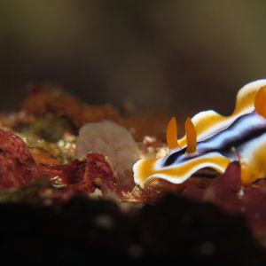 Chromodoris magnifica 印度尼西亚 Indonesia , 阿洛群岛 Alor @LazyDiving.com 潜水时光