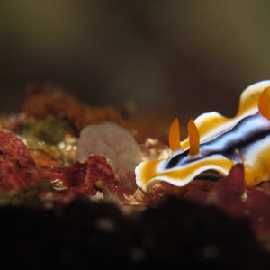 Chromodoris magnifica Chromodoris magnifica 印度尼西亚 Indonesia , 阿洛群岛 Alor @LazyDiving.com 潜水时光