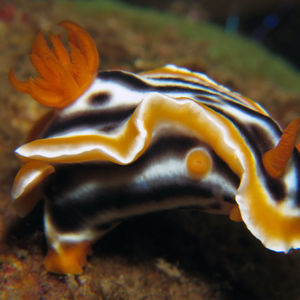 Chromodoris magnifica 印度尼西亚 Indonesia , 阿��洛群岛 Alor @LazyDiving.com 潜水时光