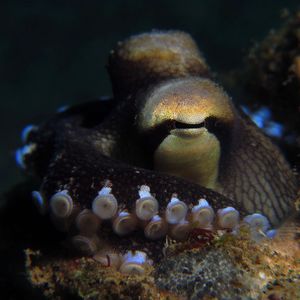 Amphioctopus marginatus 印度尼西亚 Indonesia , 安汶 Ambon @LazyDiving.com 潜水时光