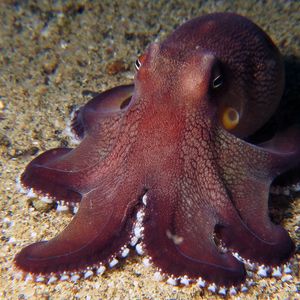 Amphioctopus marginatus 印度尼西亚 Indonesia , 安汶 Ambon @LazyDiving.com 潜水时光