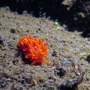 Phestilla melanobrachia 印度尼西亚 Indonesia , 巴厘岛 Bali , 图蓝本 Tulamben @LazyDiving.com 潜水时光