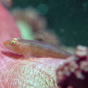 Pleurosicya mossambica 印度尼西亚 Indonesia , 马鲁古 Maluku , 安汶 Ambon @LazyDiving.com 潜水时光