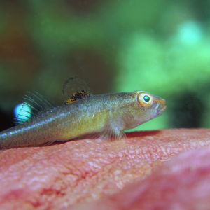 Pleurosicya mossambica 印度尼西亚 Indonesia , 马鲁古 Maluku , 安汶 Ambon @LazyDiving.com 潜水时光