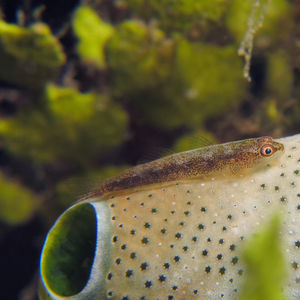 Pleurosicya mossambica Pleurosicya mossambica 印度尼西亚 Indonesia , 马鲁古 Maluku , 安汶 Ambon @LazyDiving.com 潜水时光