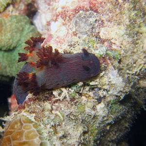 Nembrotha mullineri Nembrotha mullineri 马来西亚 Malaysia , 诗巴丹 Sipadan @LazyDiving.com 潜水时光