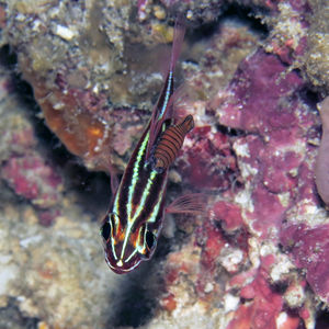 Ostorhinchus nigrofasciatus Ostorhinchus nigrofasciatus 印度尼西亚 Indonesia , 北马鲁古 North Maluku , 巴占群岛 Bacan Islands @LazyDiving.com 潜水时光