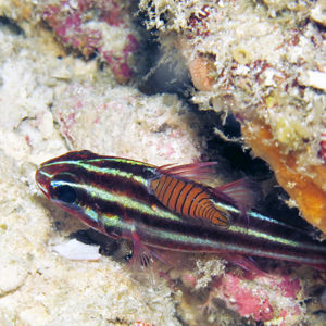 Ostorhinchus nigrofasciatus Ostorhinchus nigrofasciatus 印度尼西亚 Indonesia , 北马鲁古 North Maluku , 巴占群岛 Bacan Islands @LazyDiving.com 潜水时光