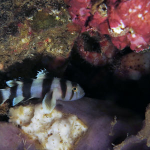 Priolepis nocturna 印度尼西亚 Indonesia , 安汶 Ambon @LazyDiving.com 潜水时光