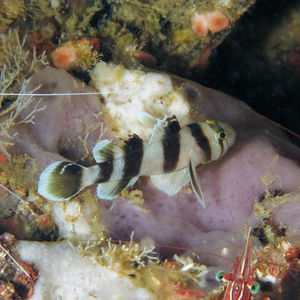 Priolepis nocturna Priolepis nocturna 印度尼西亚 Indonesia , 马鲁古 Maluku , 安汶 Ambon @LazyDiving.com 潜水时光