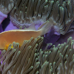 Amphiprion akallopisos 泰国 Thailand , 攀牙湾 Phang Nga Bay @LazyDiving.com ��潜水时光