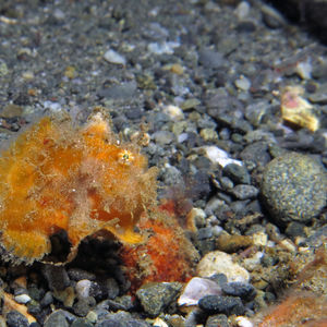 Antennatus nummifer 印度尼西亚 Indonesia , 马鲁古 Maluku , 安汶 Ambon @LazyDiving.com 潜水时光