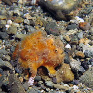 Antennatus nummifer 印度尼西亚 Indonesia , 马鲁古 Maluku , 安汶 Ambon @LazyDiving.com 潜水时光