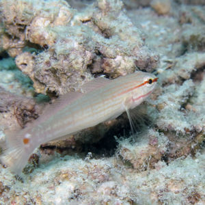 Amblygobius decussatus 中苏拉威西 Central Sulawesi , 托利托利 Toli Toli @LazyDiving.com 潜水时光