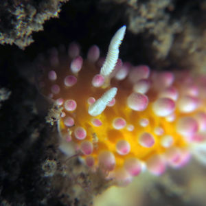 Cadlinella ornatissima 印度尼西亚 Indonesia , 安汶 Ambon @LazyDiving.com 潜水时光