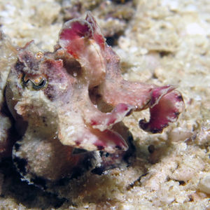 Metasepia pfefferi 印度尼西亚 Indonesia , 海神湾 Triton Bay @LazyDiving.com 潜水时光