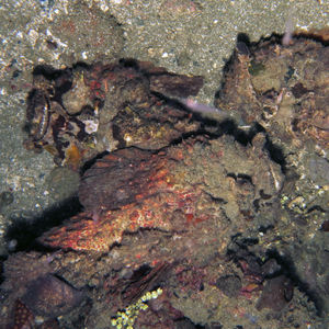 Synanceia platyrhyncha 印度尼