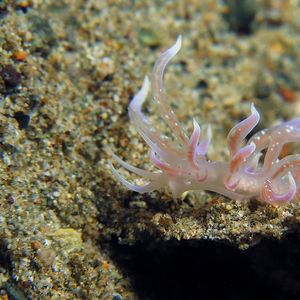 Phyllodesmium poindimiei Phyllodesmium poindimiei 印度尼西亚 Indonesia , 马鲁古 Maluku , 安汶 Ambon @LazyDiving.com 潜水时光