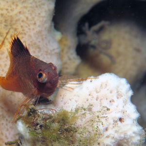 Cyprinocirrhites polyactis Cyprinocirrhites polyactis 印度尼西亚 Indonesia , 巴厘岛 Bali , 图蓝本 Tulamben @LazyDiving.com 潜水时光