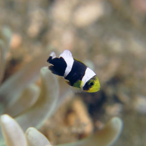 Amphiprion polymnus 印度尼西亚 Indonesia , 安汶 Ambon @LazyDiving.com 潜水时光