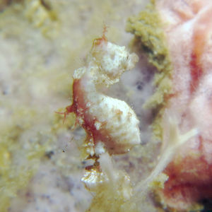 Hippocampus pontohi 印度尼西亚 Indonesia , 海神湾 Triton Bay @LazyDiving.com 潜水时光