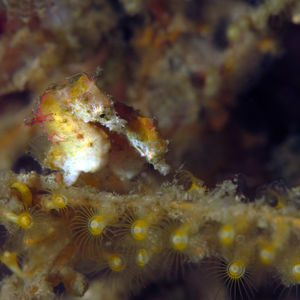 Hippocampus pontohi 印度尼西亚 Indonesia , 北马鲁古 North Maluku , 巴占群岛 Bacan Islands @LazyDiving.com 潜水时光