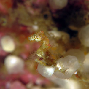 Hippocampus pontohi 印度尼西亚 Indonesia , 北马鲁古 North Maluku , 巴占群岛 Bacan Islands @LazyDiving.com 潜水时光