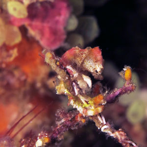 Hippocampus pontohi 印度尼西亚 Indonesia , 北马鲁古 North Maluku , 巴占群