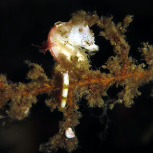 Hippocampus pontohi 印度尼西亚 Indonesia , 北马鲁古 North Maluku , 巴占群岛 Bacan Islands @LazyDiving.com 潜水时光
