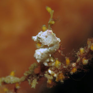 Hippocampus pontohi 印度尼西亚 Indonesia , 北马鲁古 North Maluku , 巴占群岛 Bacan Islands @LazyDiving.com 潜水时光