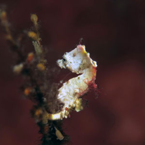 Hippocampus pontohi 印度尼西亚 Indonesia , 北马鲁古 North Maluku , 巴占群岛 Bacan Islands @LazyDiving.com 潜水时光