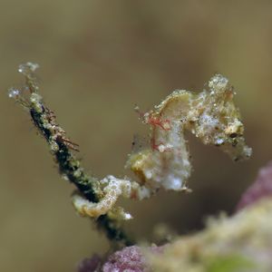 Hippocampus pontohi 菲律宾 Philippines , 朗布隆 Romblon @LazyDiving.com 潜水时�光