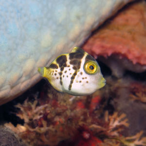 Paraluteres prionurus Paraluteres prionurus 印度尼西亚 Indonesia , 北苏拉威西 North Sulawesi , 锡奥岛 Siau island @LazyDiving.com 潜水时光