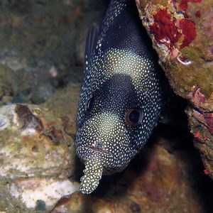 Pogonoperca punctata 印度尼西亚 Indonesia , 安汶 Ambon @LazyDiving.com 潜水时光