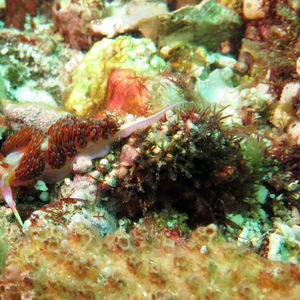 Godiva quadricolor 印度尼西亚 Indonesia , 科莫多 Komodo @LazyDiving.com 潜水时光