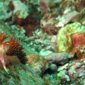 Godiva quadricolor 印度尼西亚 Indonesia , 科莫多 Komodo @LazyDiving.com 潜水时光