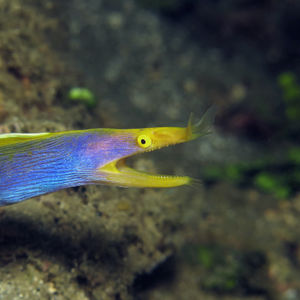 Rhinomuraena quaesita Rhinomuraena quaesita 印度尼西亚 Indonesia , 马鲁古 Maluku , 安汶 Ambon @LazyDiving.com 潜水时光