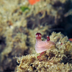 Jorunna rubescens 印度尼西亚 Indonesia , 安汶 Ambon @LazyDiving.com 潜水时光