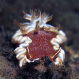 Glossodoris rufomarginata 印度尼西亚 Indonesia , 北苏拉威西 North Sulawesi , 锡奥岛 Siau island @LazyDiving.com 潜水时光