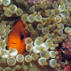 Amphiprion ephippium 泰国 Thailand , 攀牙湾 Phang Nga Bay @LazyDiving.com 潜水时光