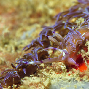 Pteraeolidia semperi 中苏拉威西 Central Sulawesi , 栋加拉 Donggala @LazyDiving.com 潜水�时光