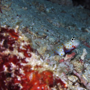 Amblyeleotris guttata 印度尼西亚 Indonesia , 北马鲁